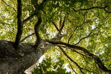 Swapping aeroplanes for London Planes on a tree tour of the capital