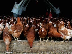 What Is Bird Flu And What Are The Symptoms The Independent