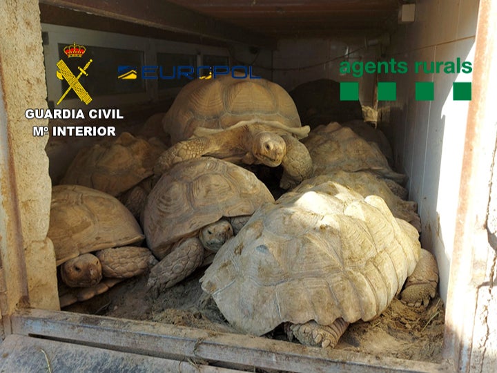 Tortoises seized by the Spanish police