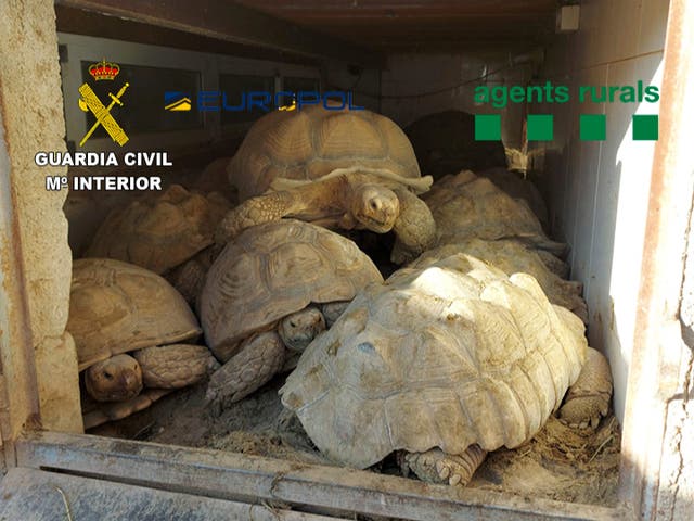 <p>Tortoises seized by the Spanish police</p>