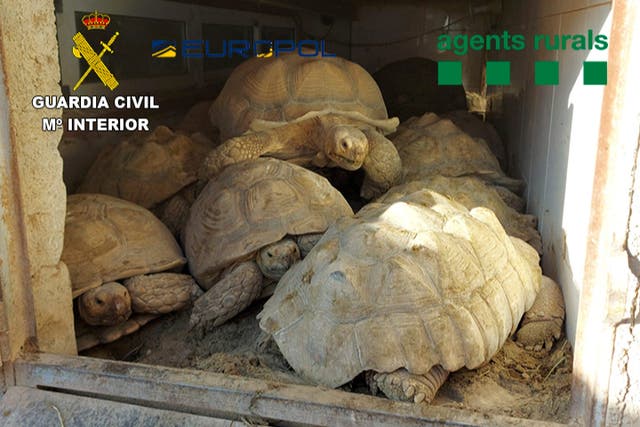 <p>Tortoises seized by the Spanish police</p>