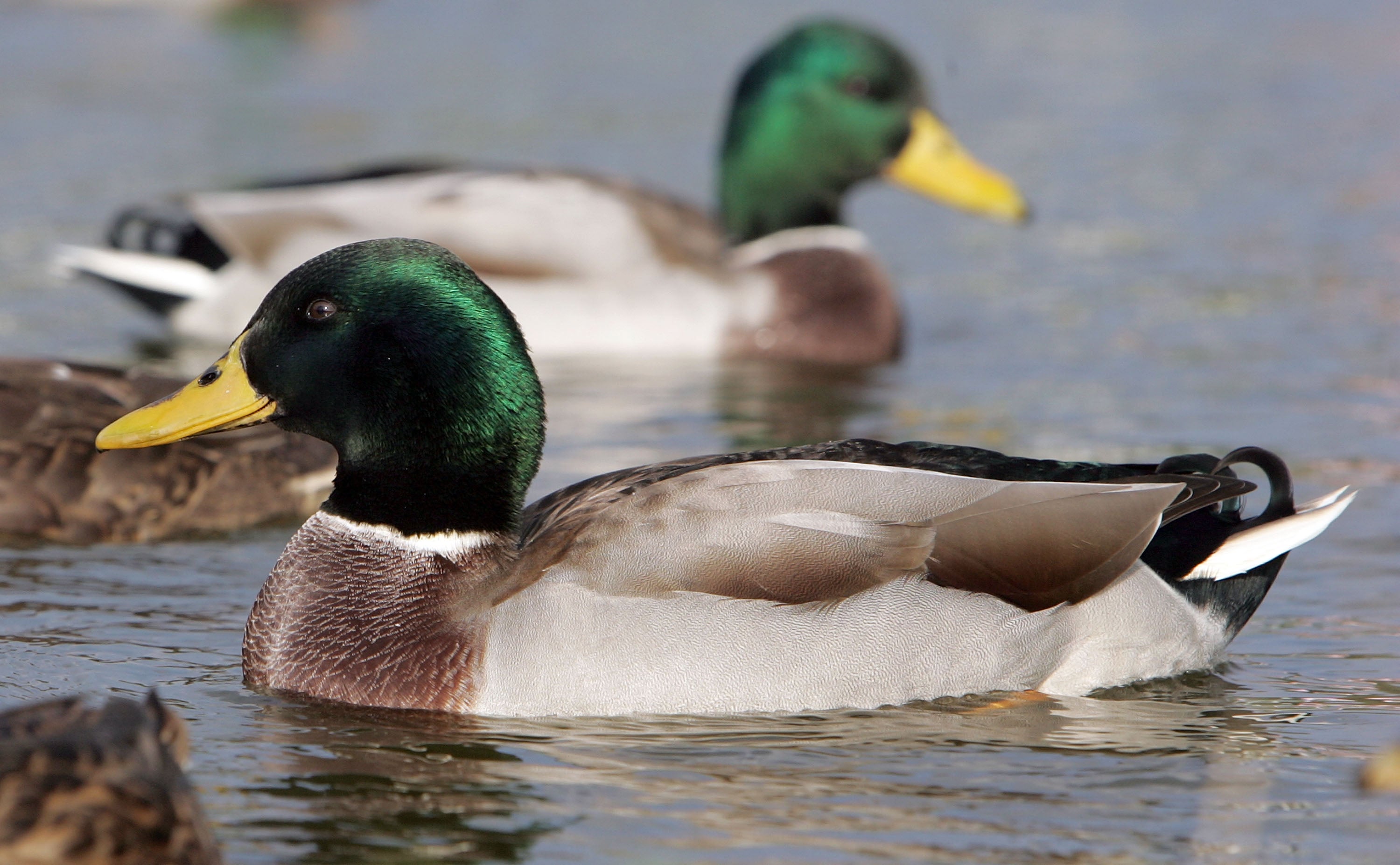 There have been a number of bird flu outbreaks in the UK in recent days (file picture of ducks)