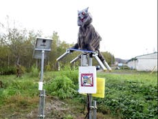 Japanese village deploys robot wolves to scare away bears