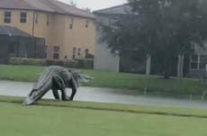 Enormous alligator spotted on Florida golf course