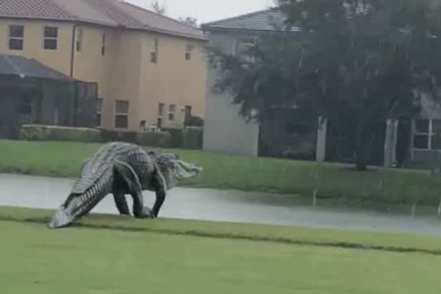A giant alligator was spotted on a Naples, Florida golf course