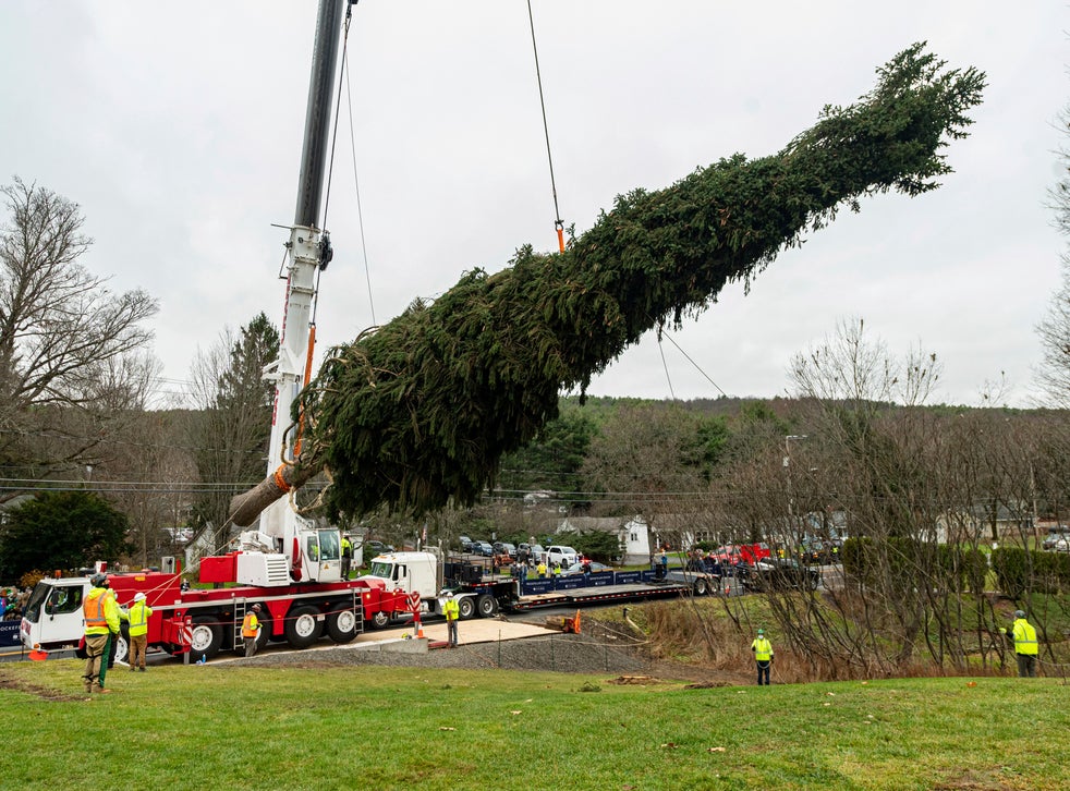 75-foot spruce to be NYC's Rockefeller Center Christmas tree developer AP Nyc tree coronavirus ...