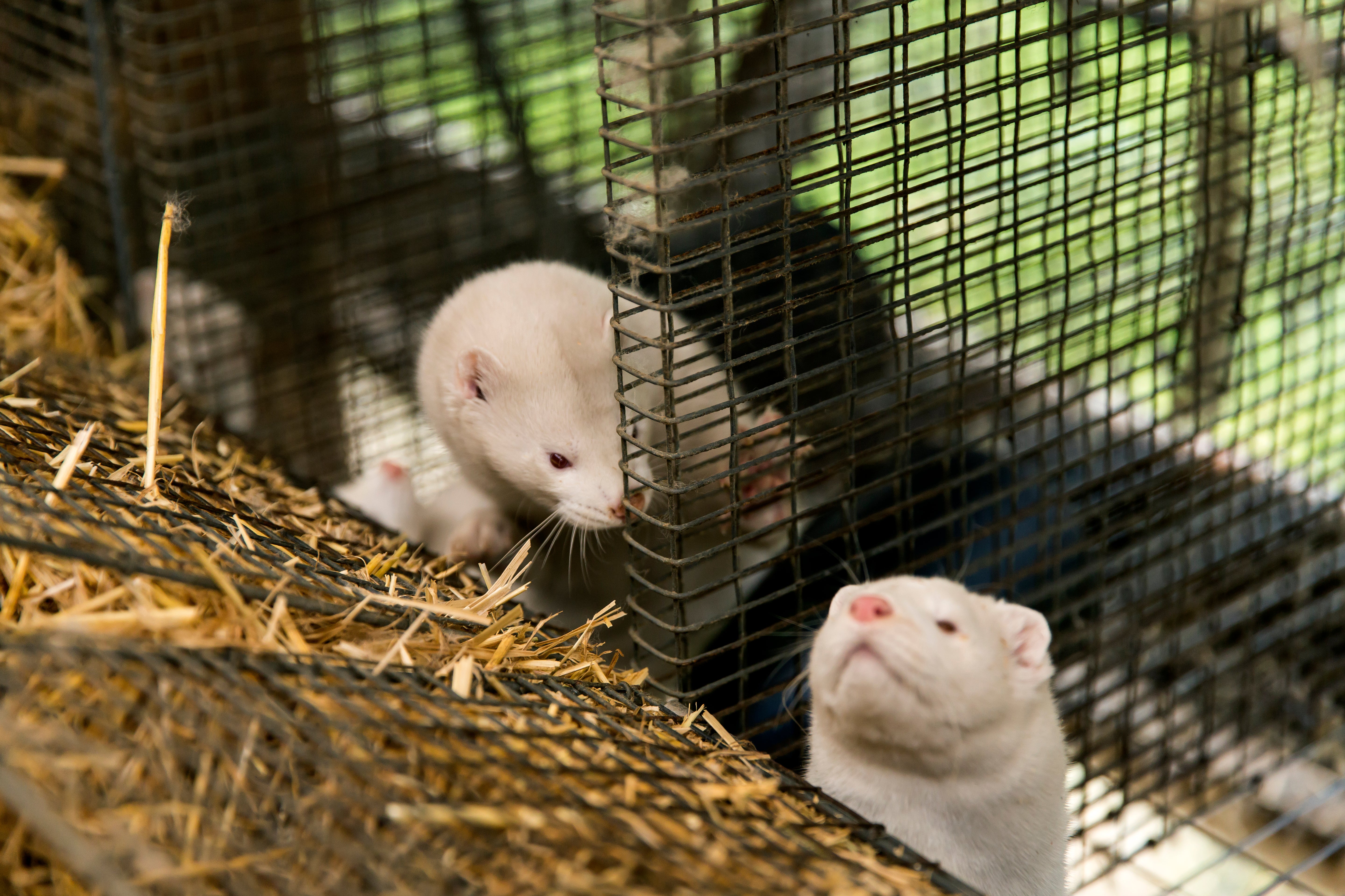 The Danish government ordered the culling of all 17m mink in its fur farms