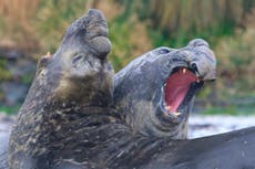 'Most remote island' creates massive marine protection zone