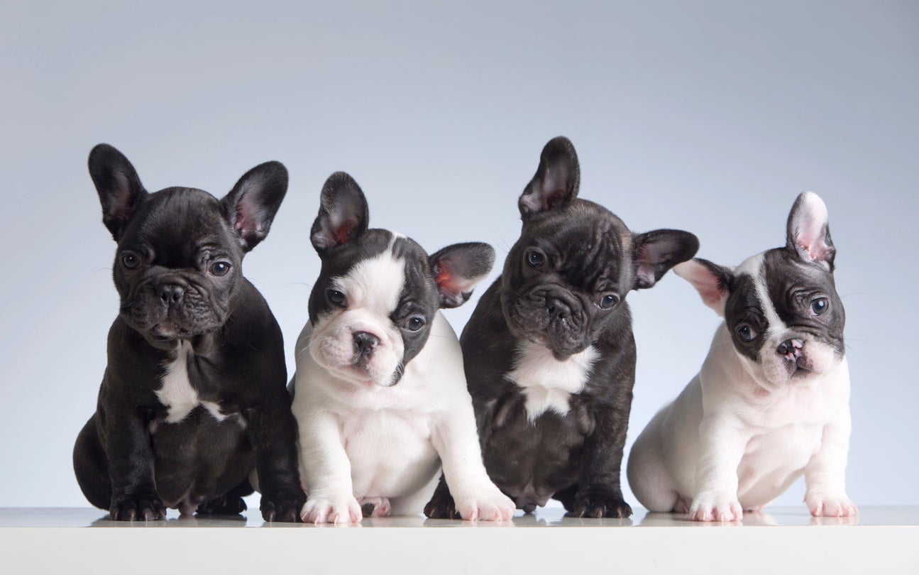 Breed apart: the price of French bulldogs has shot up