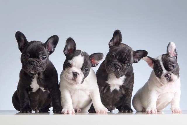 <p>Breed apart: the price of French bulldogs has shot up</p>