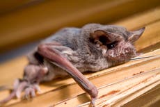 Climate crisis could be causing bats to migrate earlier, study says