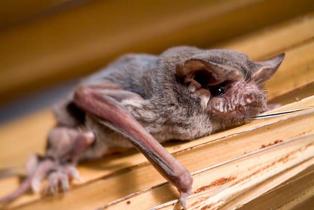 A Brazilian free-tailed bat