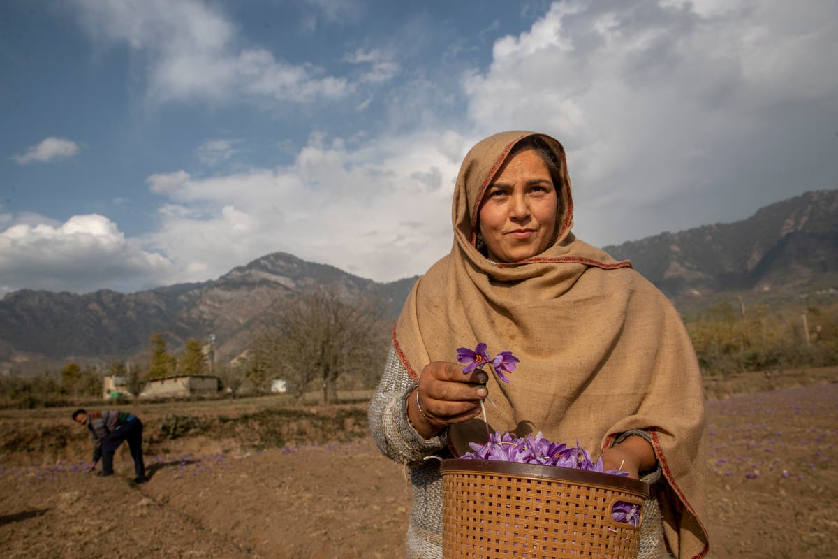 AP PHOTOS: From a flower in Kashmir comes a precious spice Flower Flowers One Sp