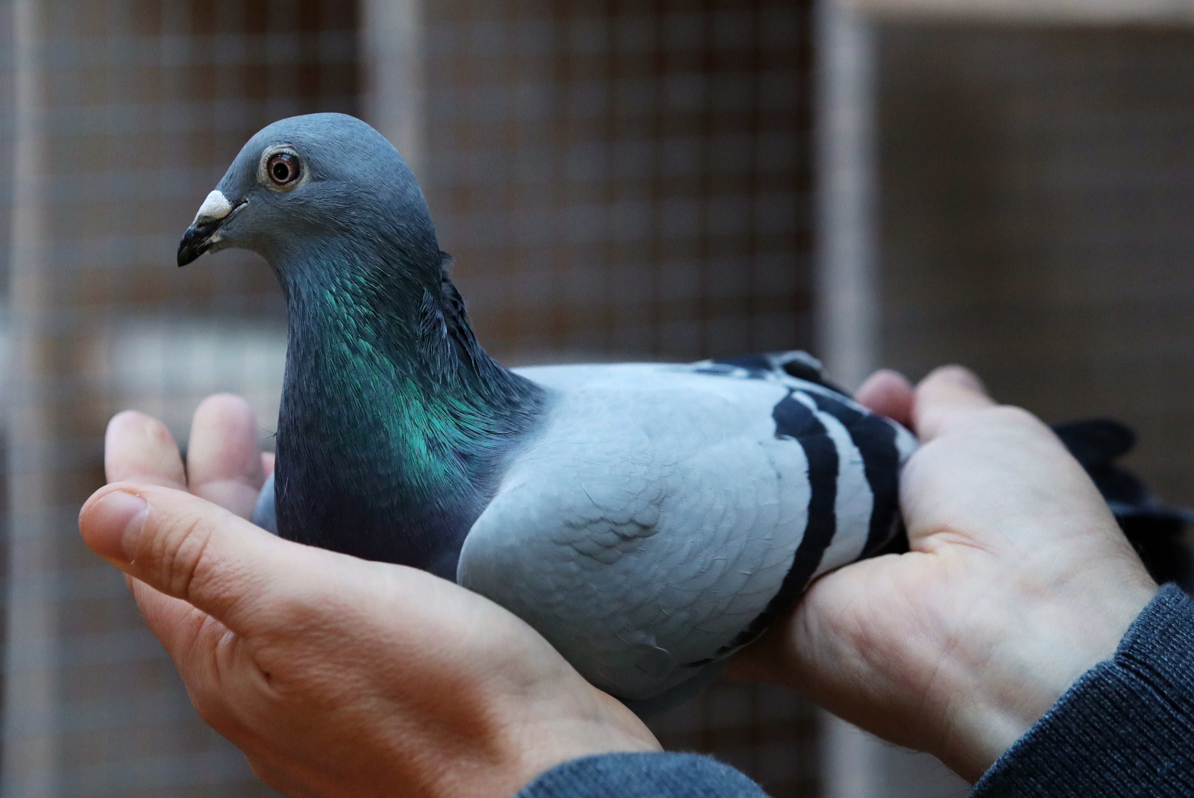 Belgian racing pigeon fetches record price of 1.9m The Independent