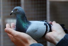 Belgian racing pigeon fetches record price of $1.9m