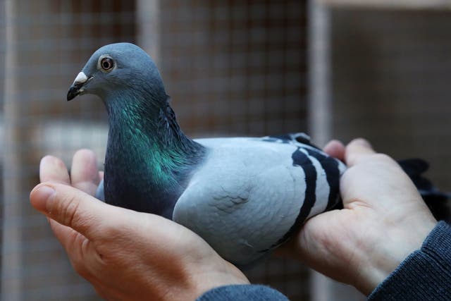 Nikolaas Gyselbrecht, founder of Pipa, a Belgian auction house for racing pigeons, shows a two-year old female pigeon named New Kim who just set a new world record price of $1.9m