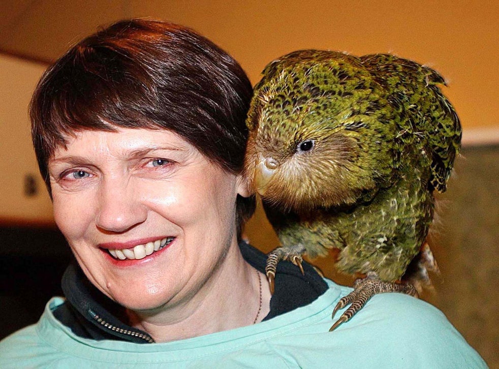 World S Fattest Parrot Named Bird Of The Year The Independent