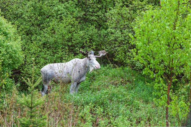 <p>A white moose, like this one in the forest of Newfoundland, Canada, was killed in northern Ontario</p>