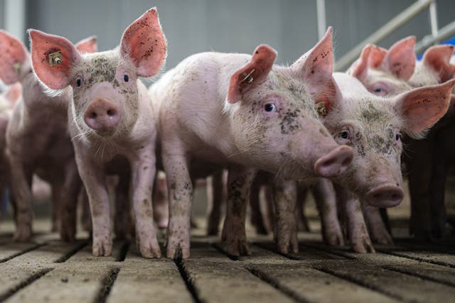 Pigs have their tails and teeth cut to stop them injuring each other in confined spaces