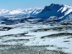 Trump team races to auction off drill sites in Arctic wildlife refuge 