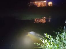 Florida man finds manatee in flooded back yard after storm Eta