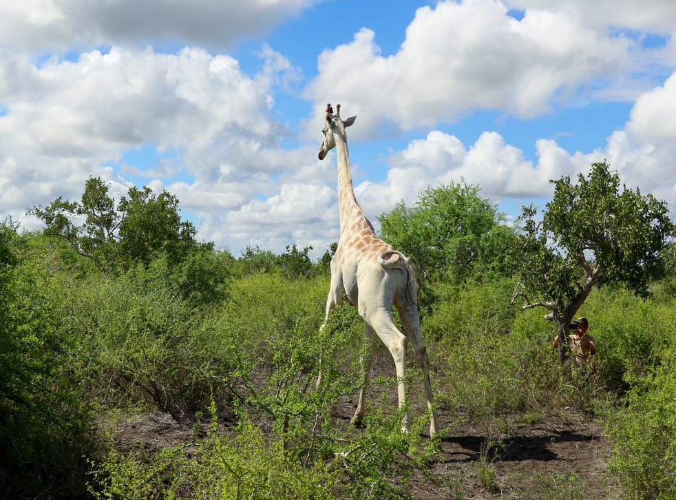 AFR-GEN KENIA-JIRAFA BLANCA