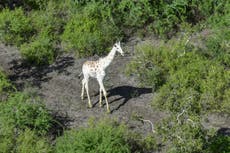 World’s last known white giraffe gets GPS tracking device