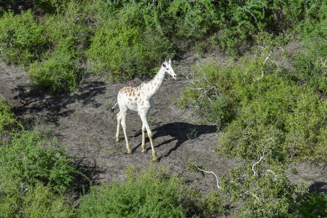 Kenya Last White Giraffe