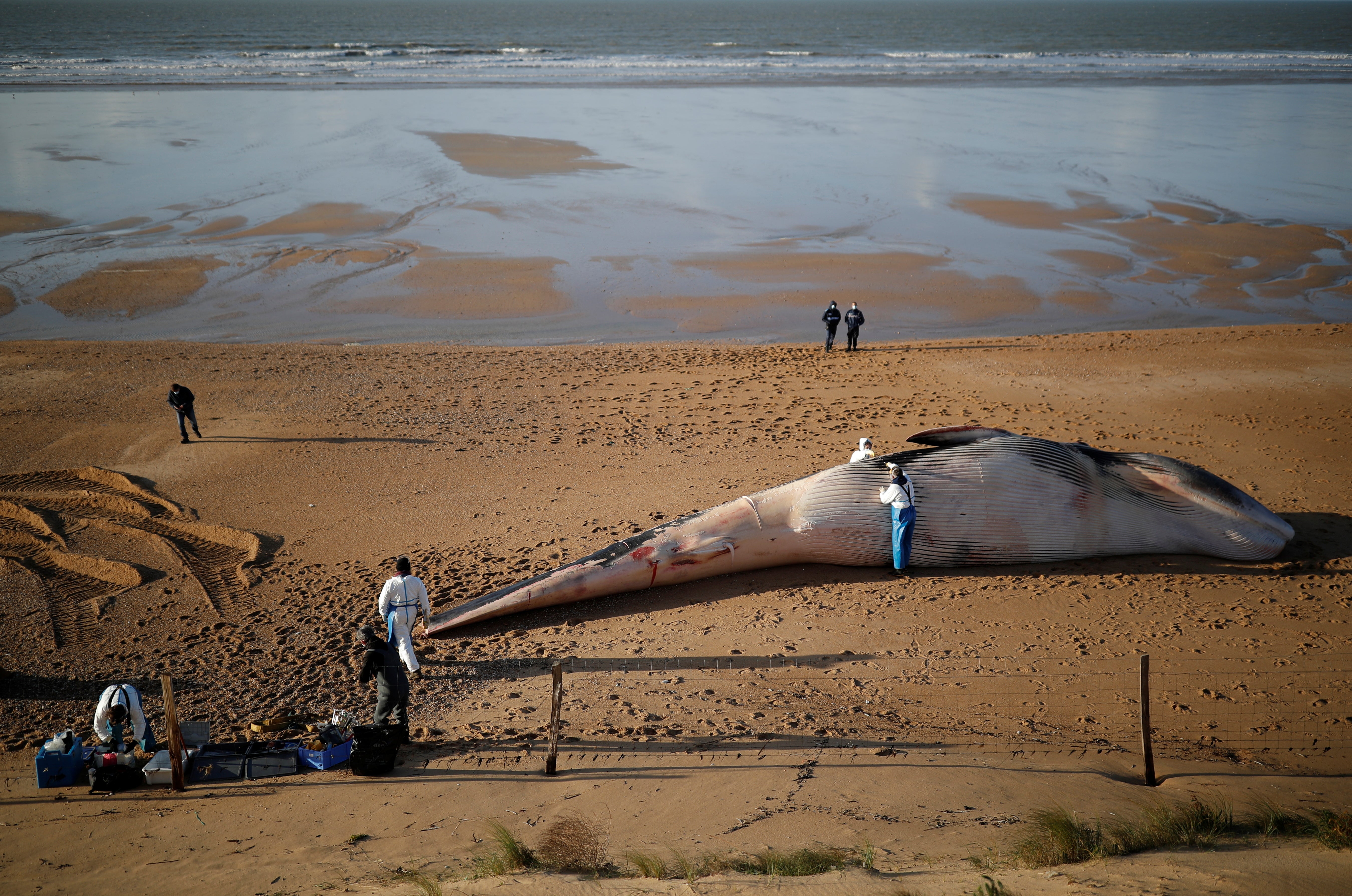 All of the whales have been malnourished and shown evidence of haemorrhaging