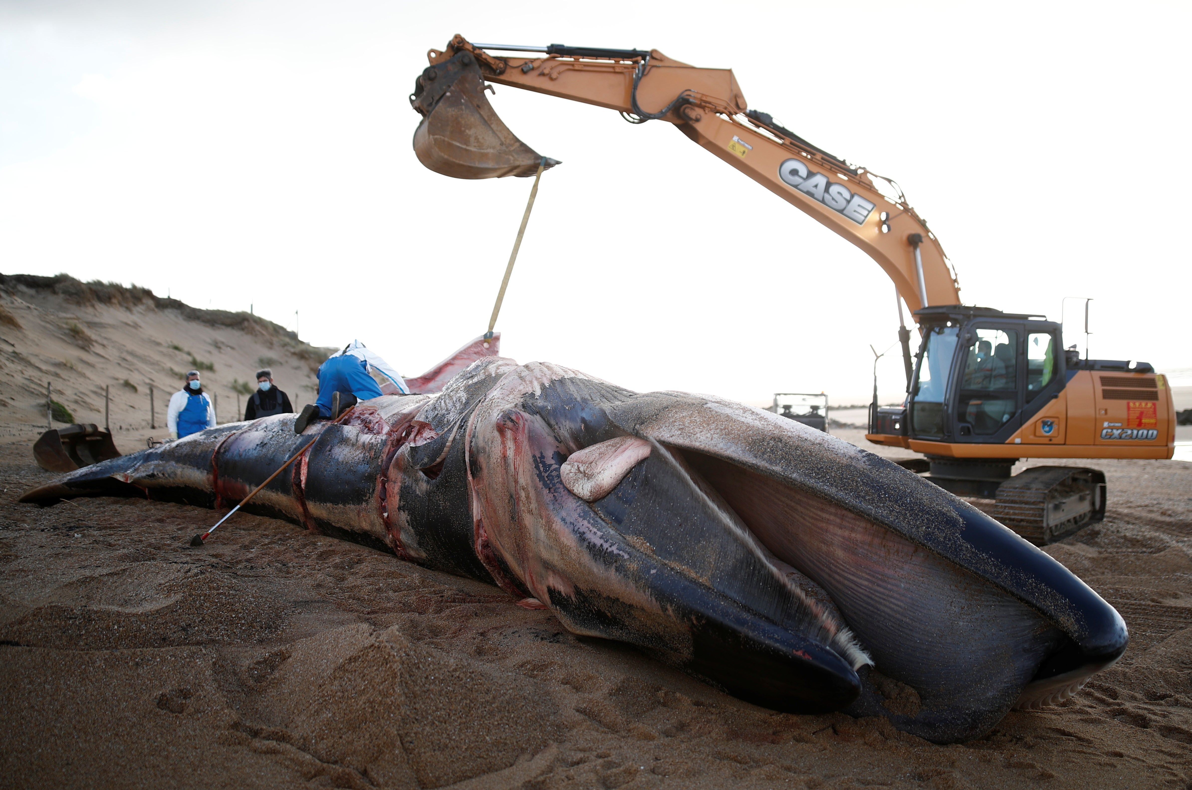 Experts at the Observatoire Pelagis examine the dead body of a fin whale which was found stranded on a beach in Saint-Hilaire-de-Riez