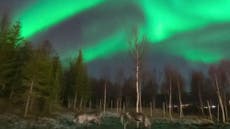 Northern lights: Timelapse video shows reindeer grazing beneath the Aurora Borealis