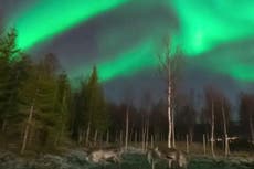 Northern lights: Timelapse video shows reindeer grazing beneath the Aurora Borealis