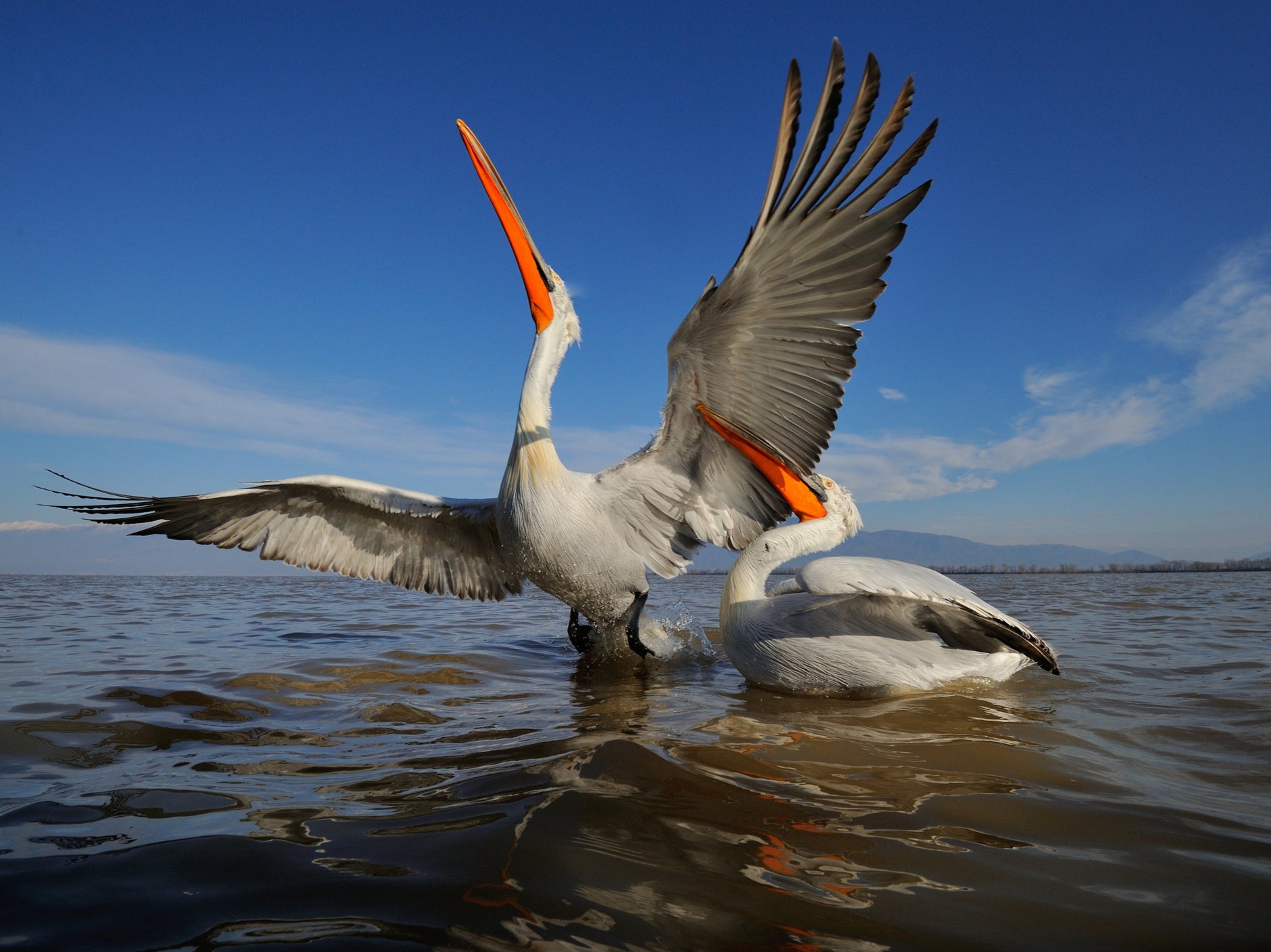 Dalmatian pelicans grow up to six feet in length, and have wingspans of up to 11.5 feet (3.5m)