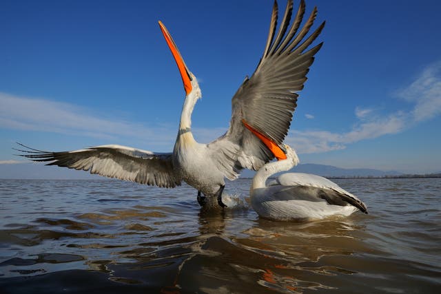 Dalmatian pelicans grow up to six feet in length, and have wingspans of up to 11.5 feet (3.5m)