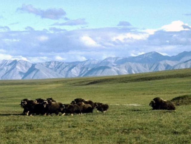 Musk oxen in the Arctic National Wildlife Refuge in Alaska