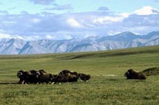 Trump officials call for Arctic oil drilling bids by mid-December