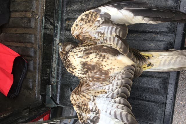The RSPB retrieved the badly injured buzzard which had to be euthanised