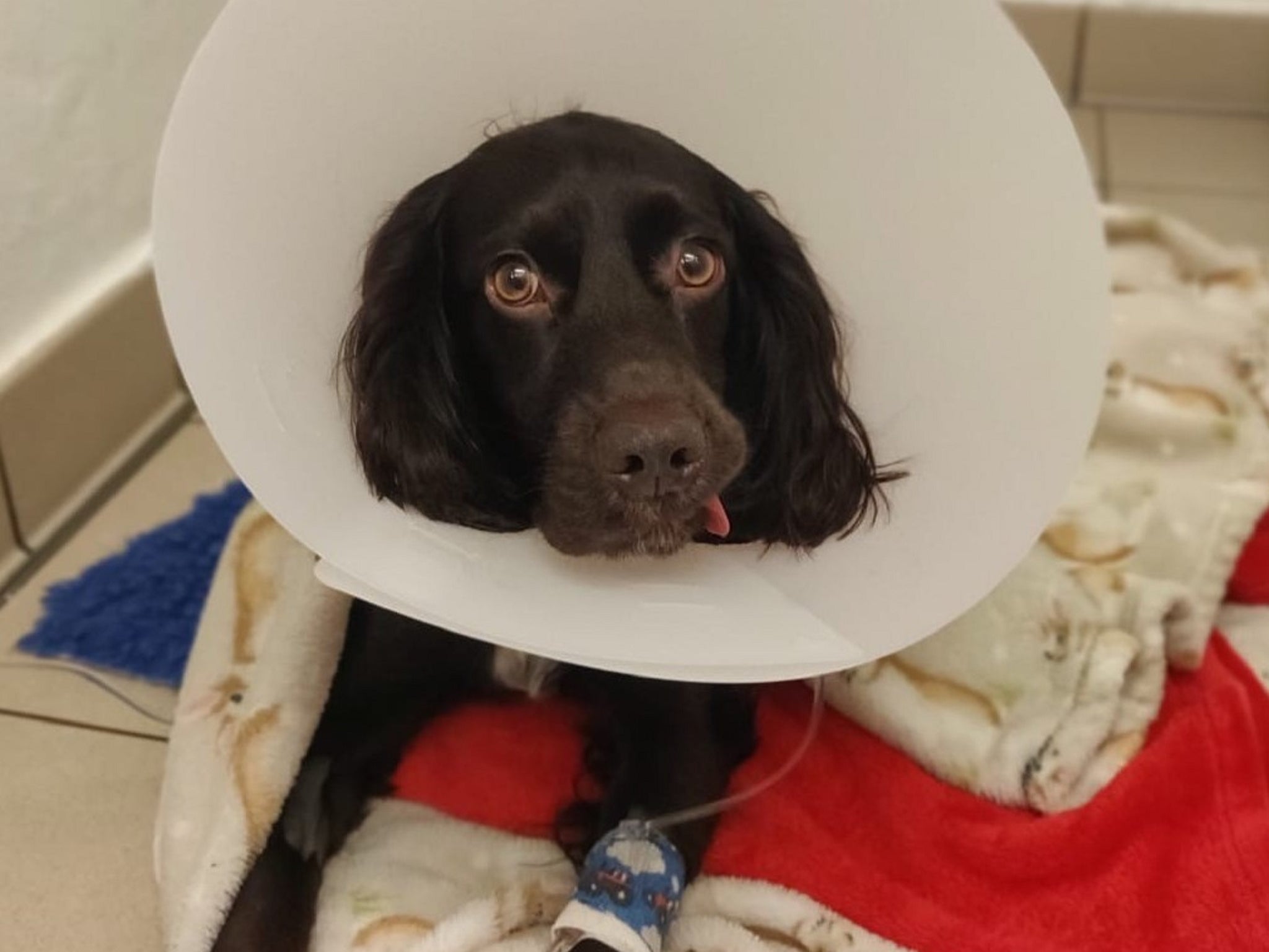 One-year-old cocker spaniel Ralph recovering from his brush with death after swallowing a face mask