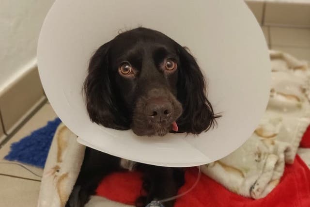 One-year-old cocker spaniel Ralph recovering from his brush with death after swallowing a face mask