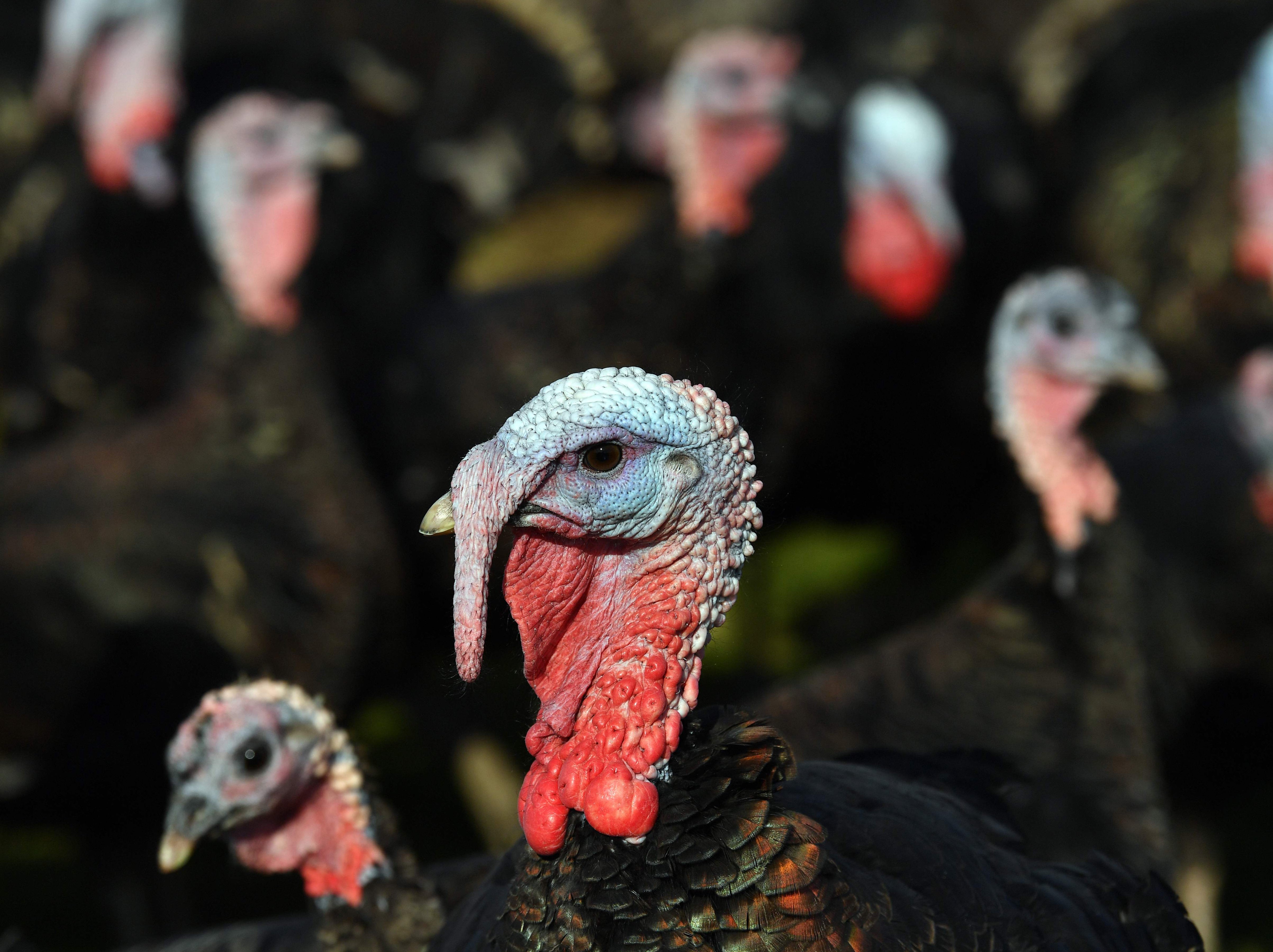 A bronze turkey stag at Glebe Farm in the village of Owermoigne near Dorchester