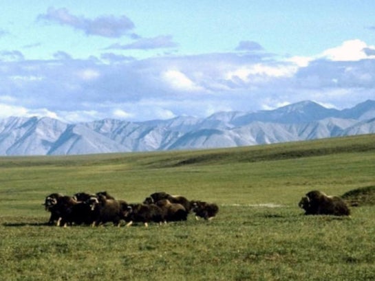 Musk oxen in the Arctic National Wildlife Refuge in Alaska. The refuge is called “America’s Serengeti” for its array of wildlife