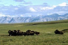 Bank of America rules out financing Arctic drilling