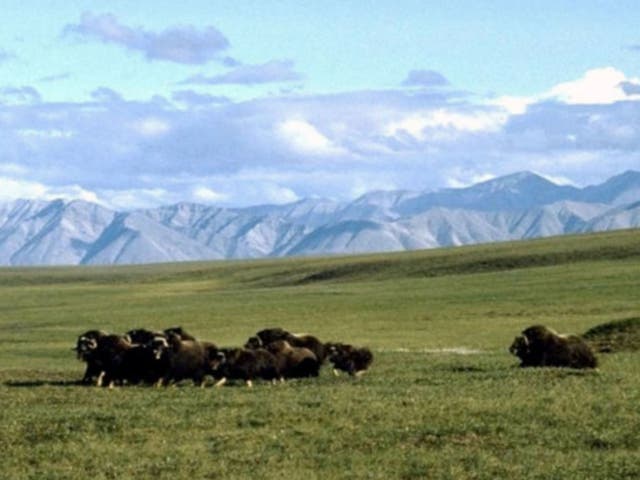 Musk oxen in the Arctic National Wildlife Refuge in Alaska. The refuge is called “America’s Serengeti” for its array of wildlife