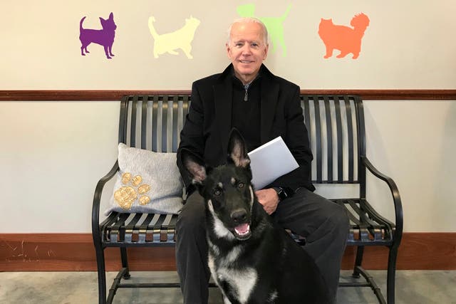<p>Joe Biden and his adopted German shepherd Major</p>