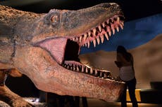Dinosaurs were not in decline at moment asteroid hit, study shows