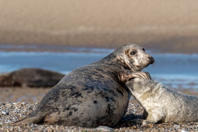Mother & pup at Blakeney Point, cared for by the National Trust