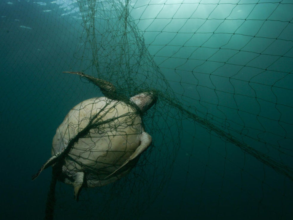 At least 250,000 turtles worldwide die after being caught in nets every year, the study says