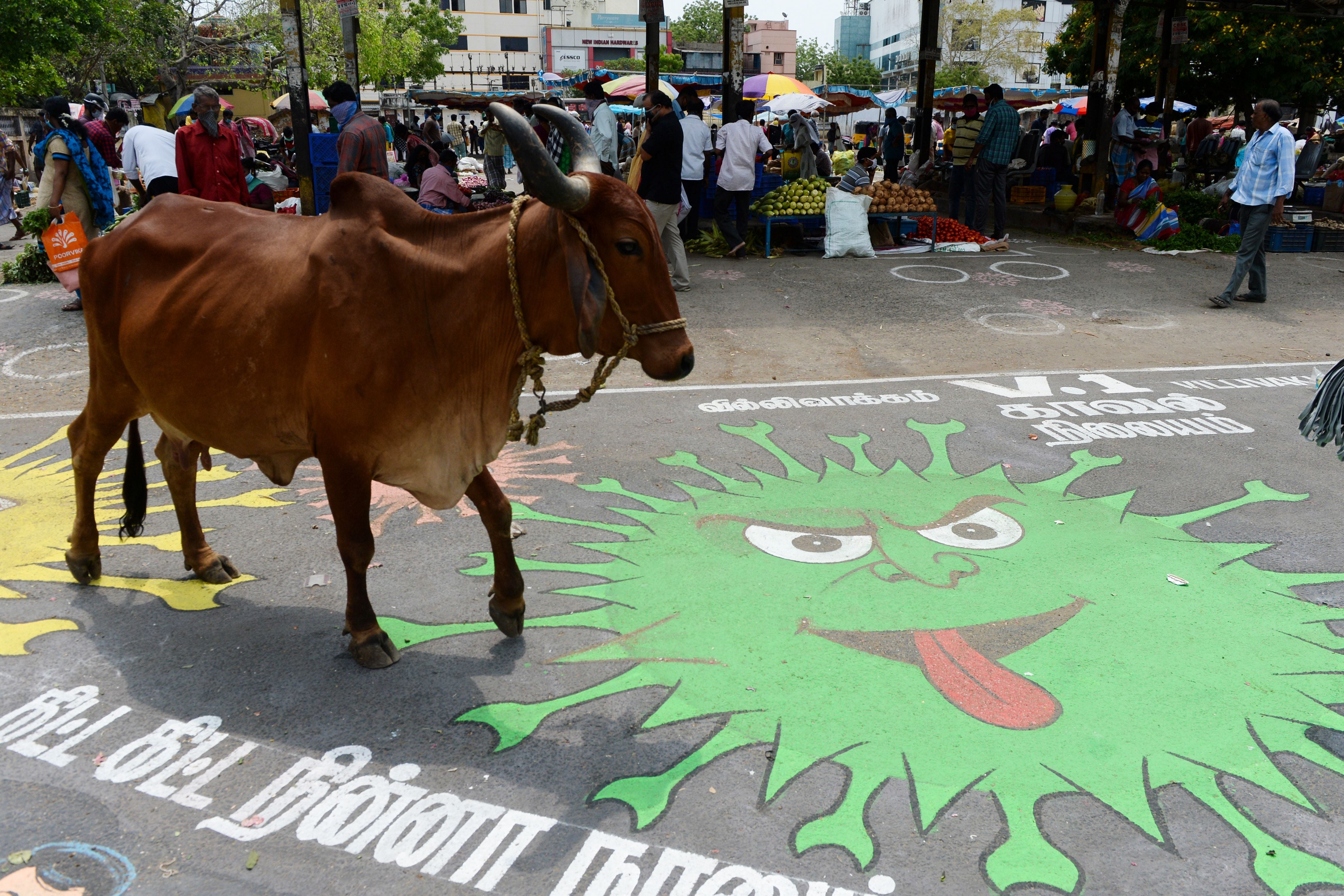 Indian state to form first cow cabinet for protection of cattle
