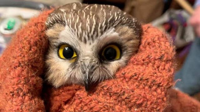 <p>Bird was found clinging from tree</p>