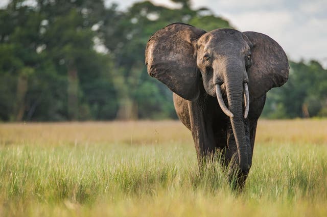 <p>The Independent is working with conservation charity Space for Giants to protect wildlife at risk from poachers due to the conservation funding crisis caused by coronavirus</p>